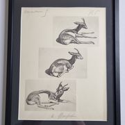 Planche illustrée, Études de Gazelle, Signée André Margat, 1930-1950
