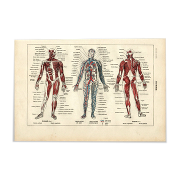 Old engraving from 1923 - Human anatomy - Illustration, plate