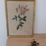 Lithograph PJ Redouté