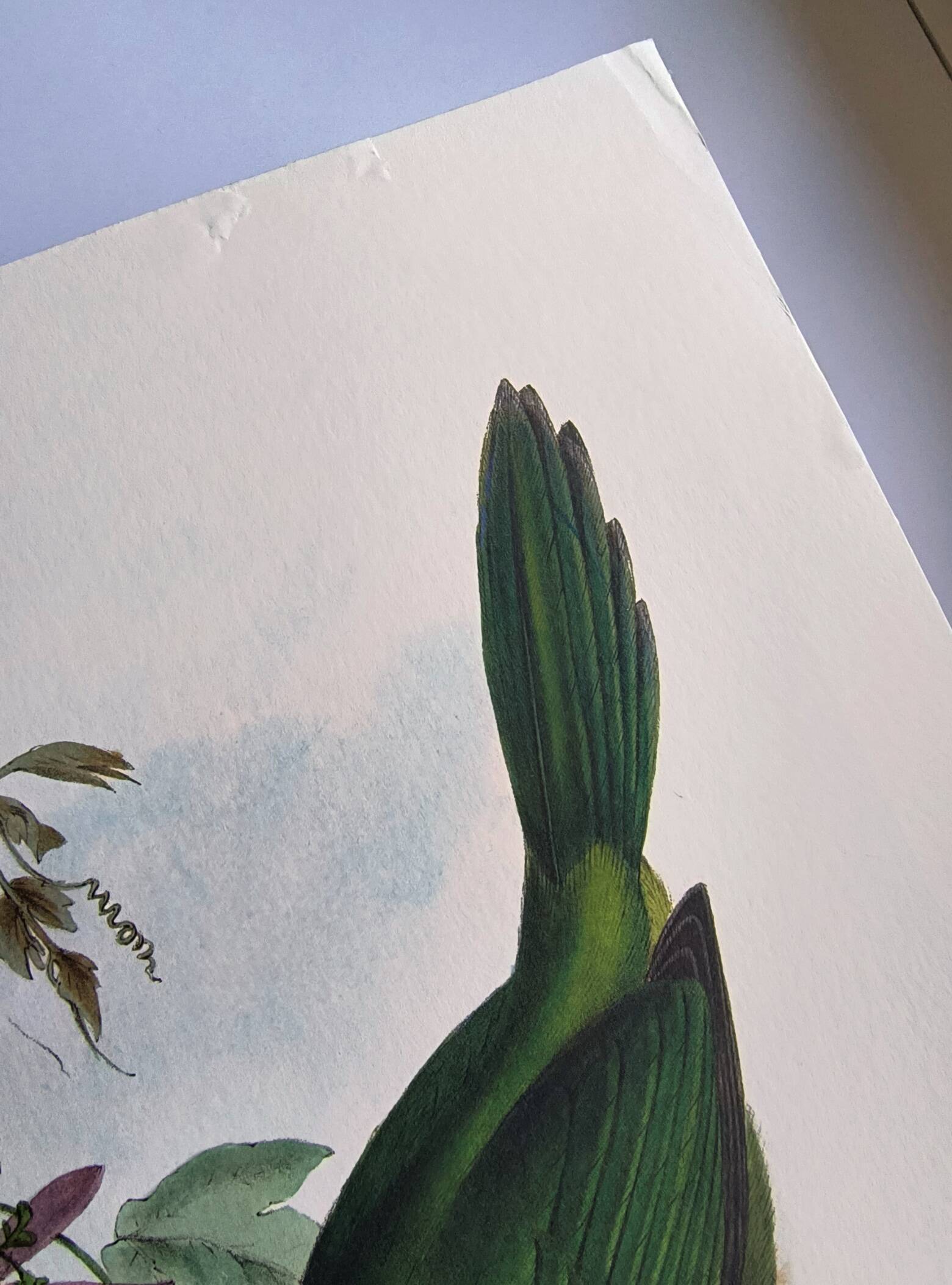 Illustration vintage. Toucanet à bec sillonné de J.Gould. 33x49 cm. oiseau