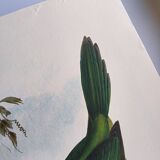 Illustration vintage. Toucanet à bec sillonné de J.Gould. 33x49 cm. oiseau