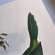 Vintage illustration. J. Gould's Furrow-billed Toucanet. 33x49 cm. Bird
