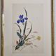 Ancient Japanese watercolour, Iris, Meiji era, around 1900, 33 × 43 cm