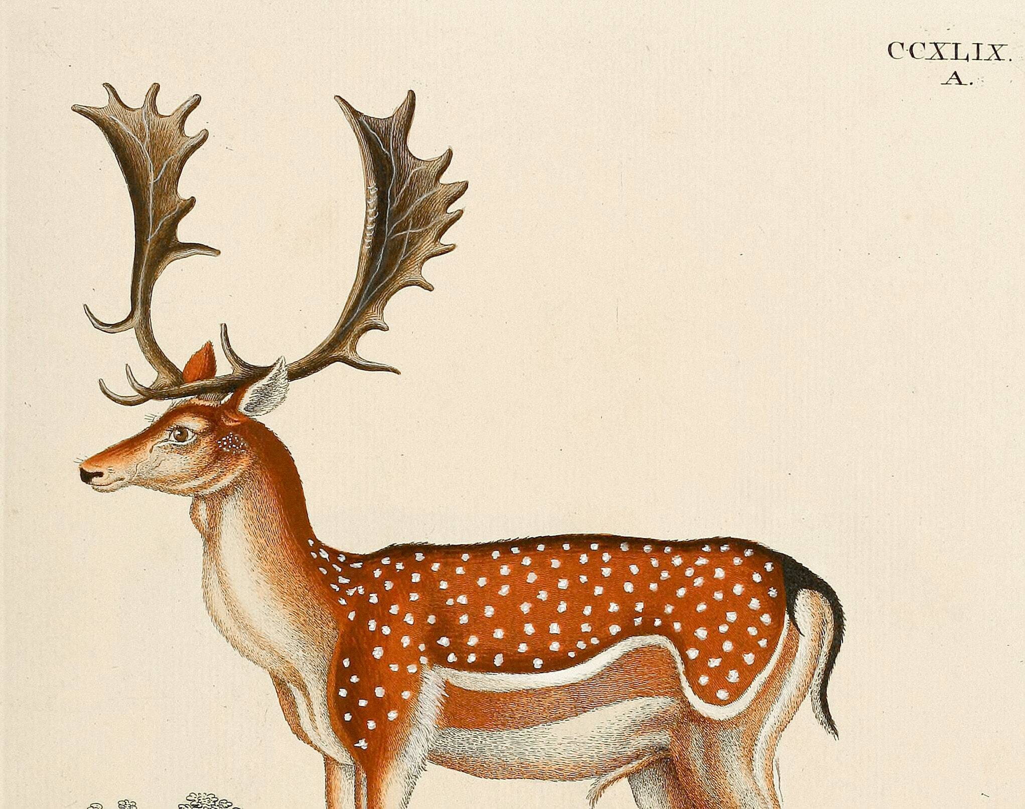 Poster about deer, based on an old engraving from 1774.