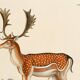 Poster about deer, based on an old engraving from 1774.