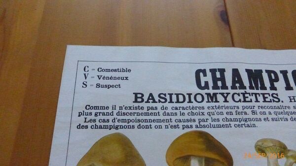 Educational poster DEYROLLE