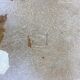 4 Eames chairs