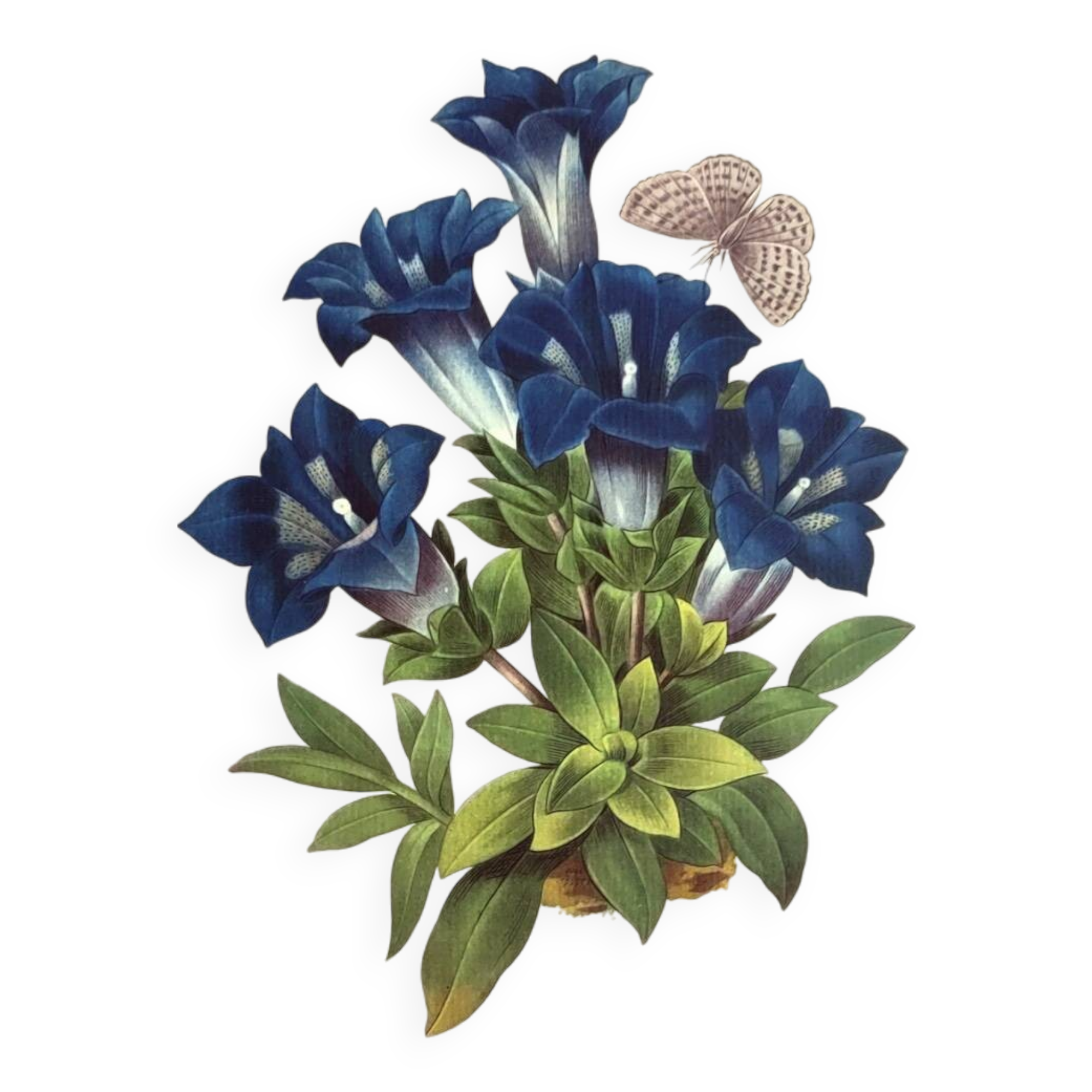 Botanical engraving - Stemless gentian - Vintage plate by PJ. Redouté