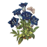 Botanical engraving - Stemless gentian - Vintage plate by PJ. Redouté