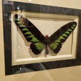 Butterfly entomology framework