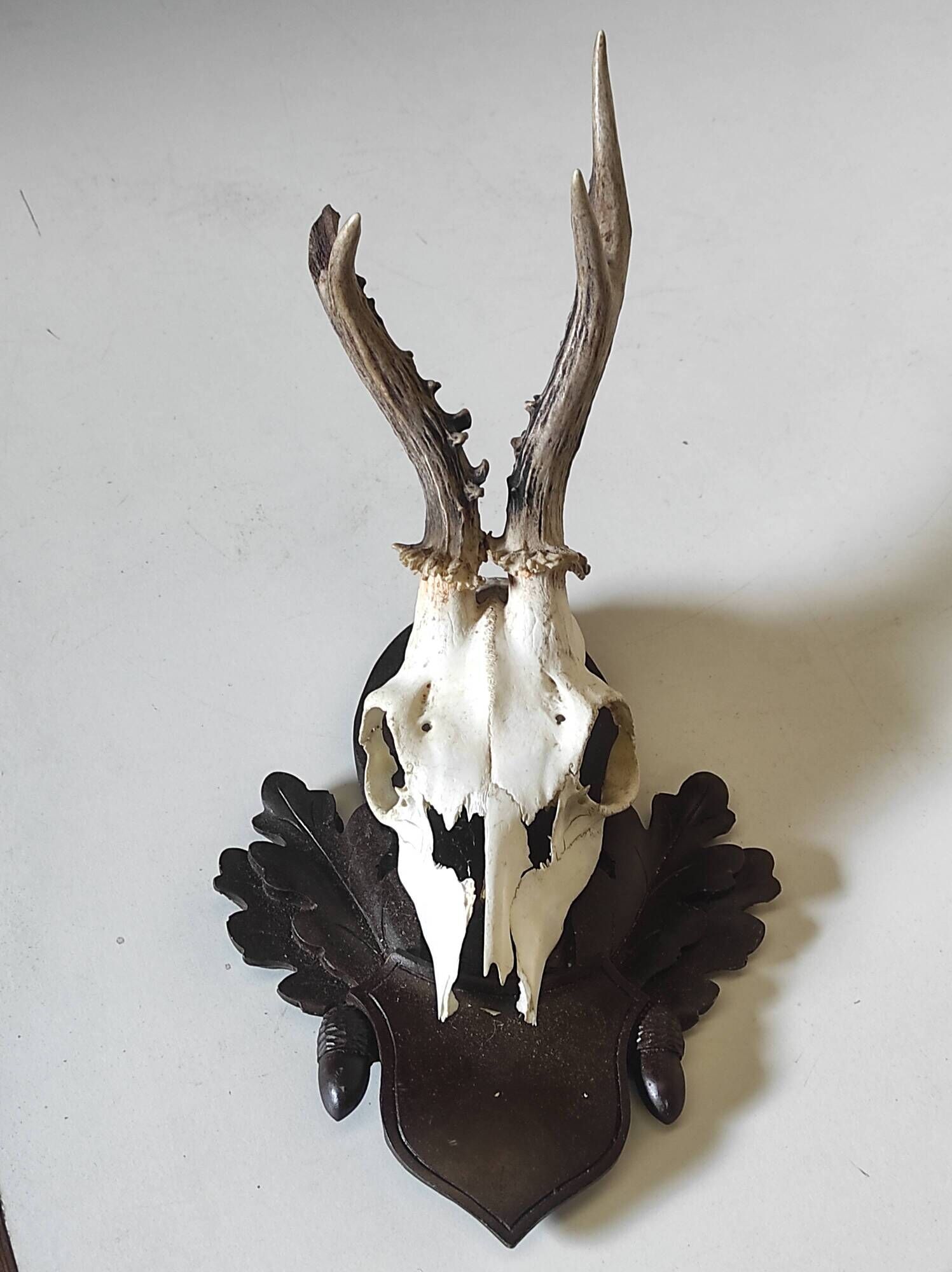 Massacre young deer on carved wooden crest with oak leaves and acorns