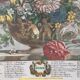 Old English botanical plate June