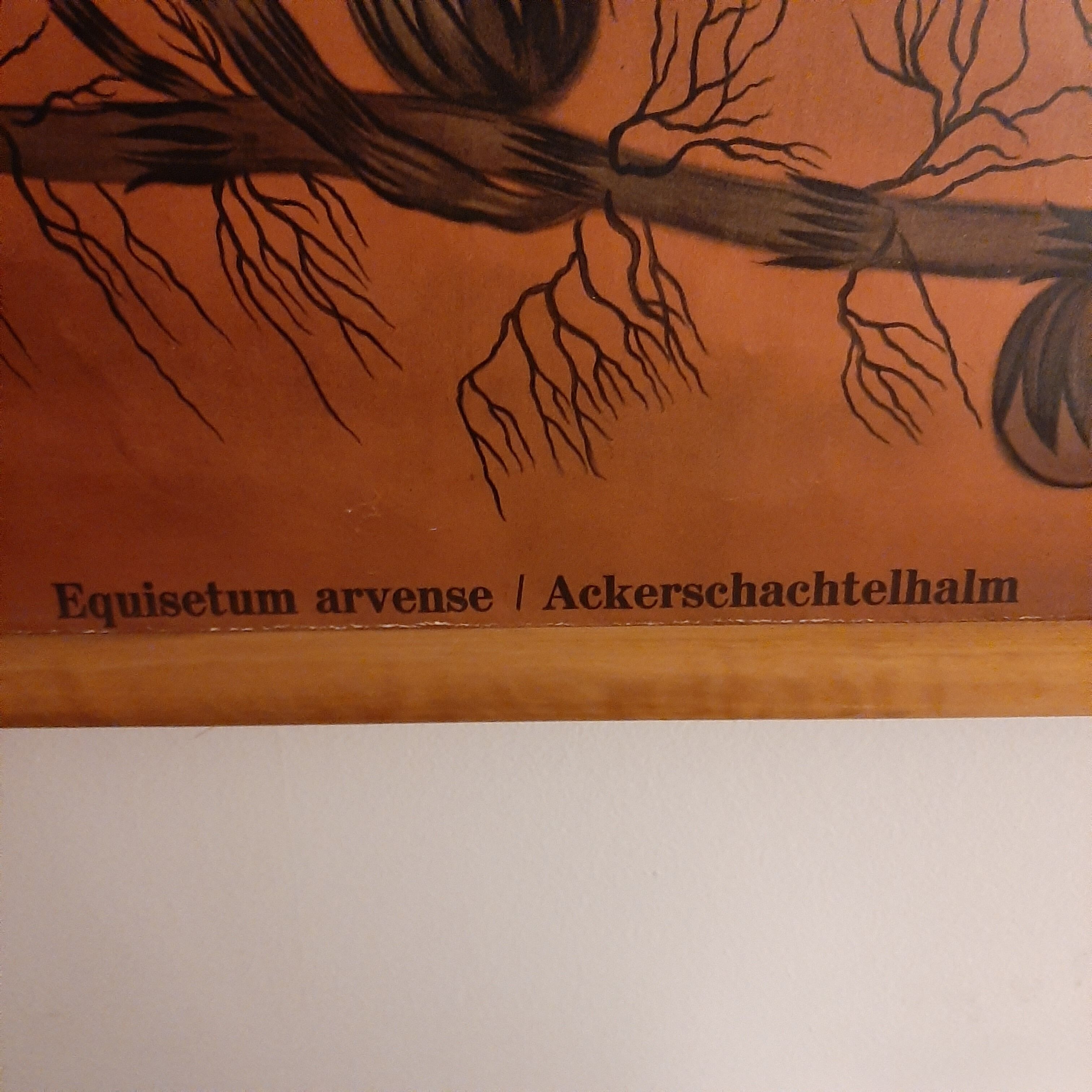 The Lehrmittelverlag Hagemann didactic board