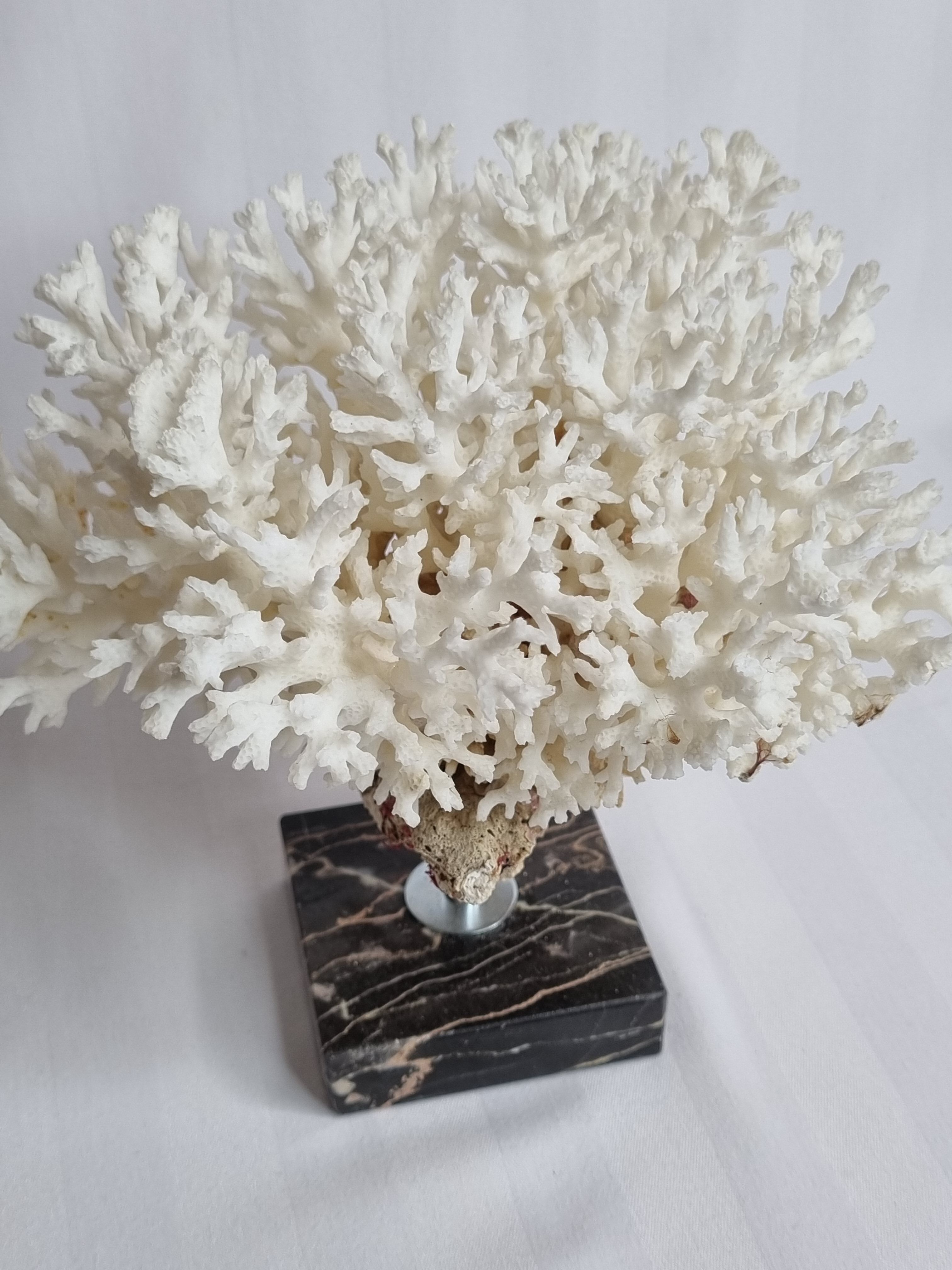 Ancient white coral on portor marble base