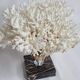 Ancient white coral on portor marble base