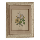 Vintage Redouté Botanical Lithograph