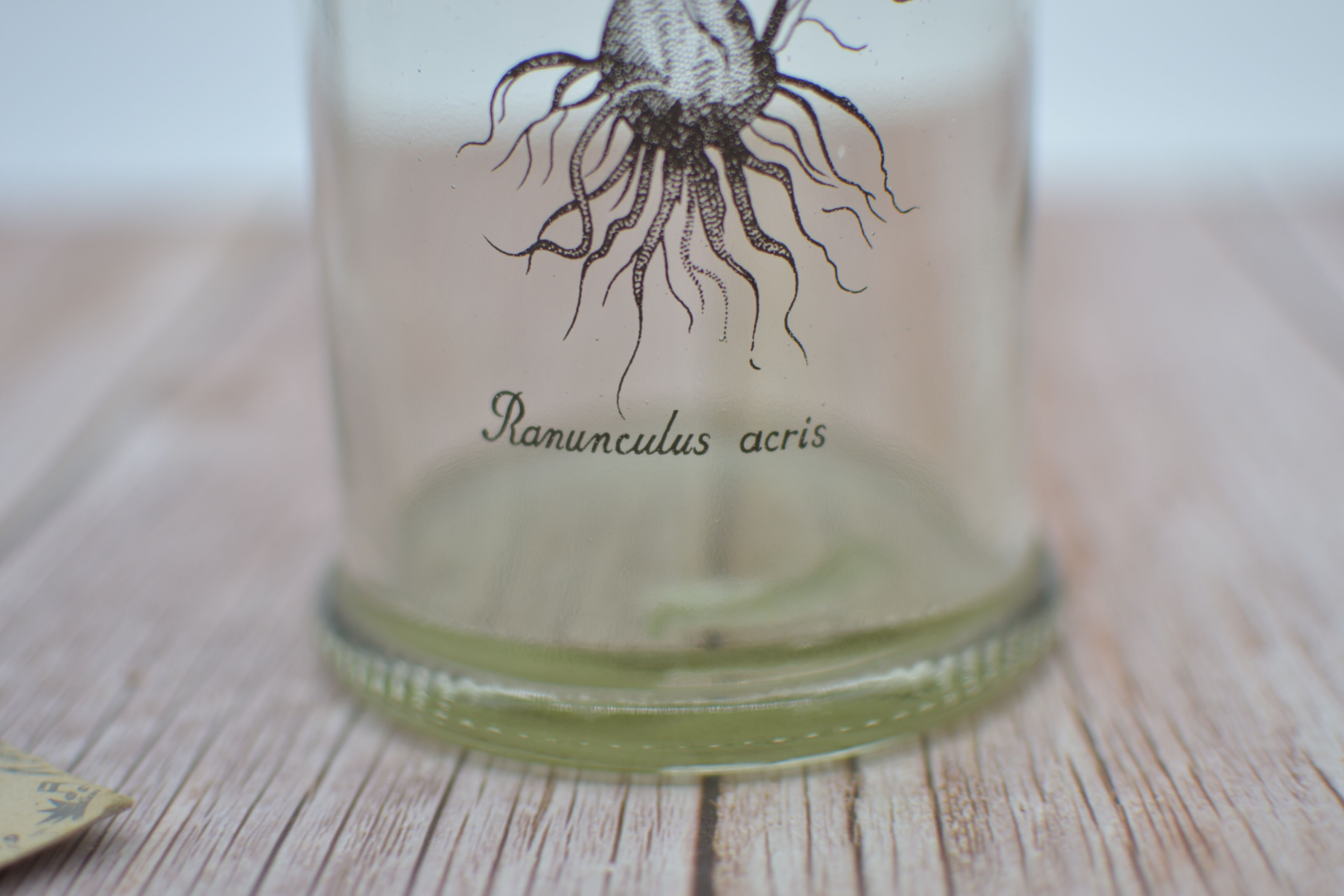 Ancient botanical jar Ranunculus Acris