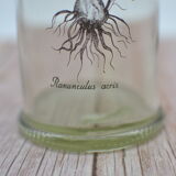Ancient botanical jar Ranunculus Acris