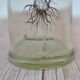 Ancient botanical jar Ranunculus Acris