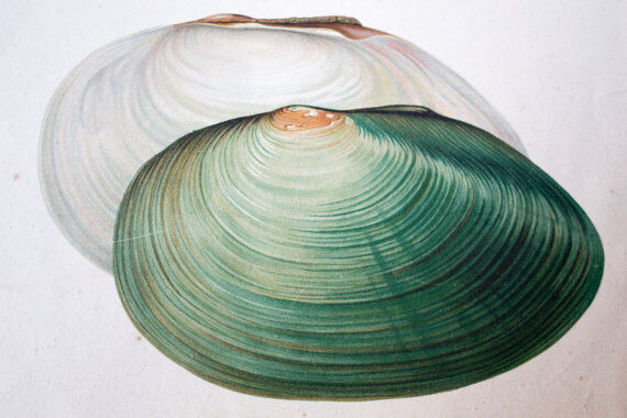 Poster "mussels, flowers, critters" by Schlereth 1879