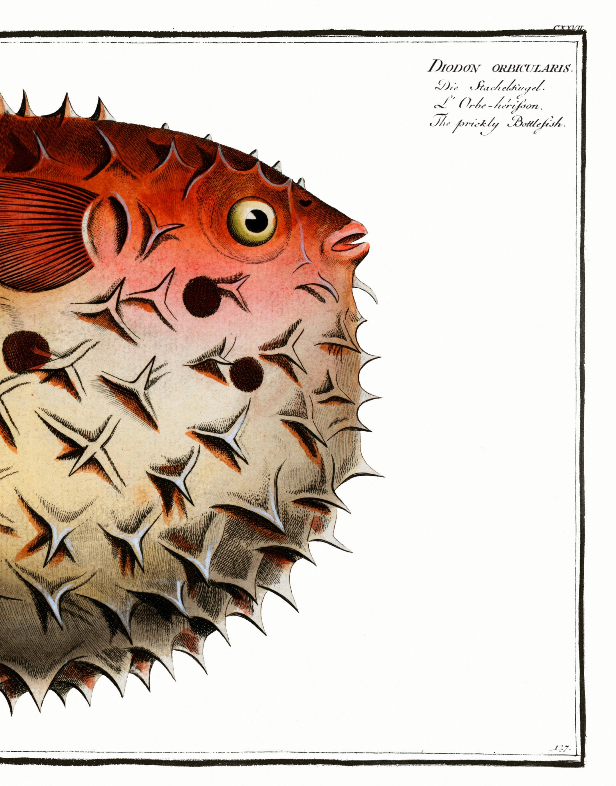 Poster on the spiny pufferfish, based on an old engraving from 1746.