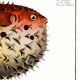 Poster on the spiny pufferfish, based on an old engraving from 1746.
