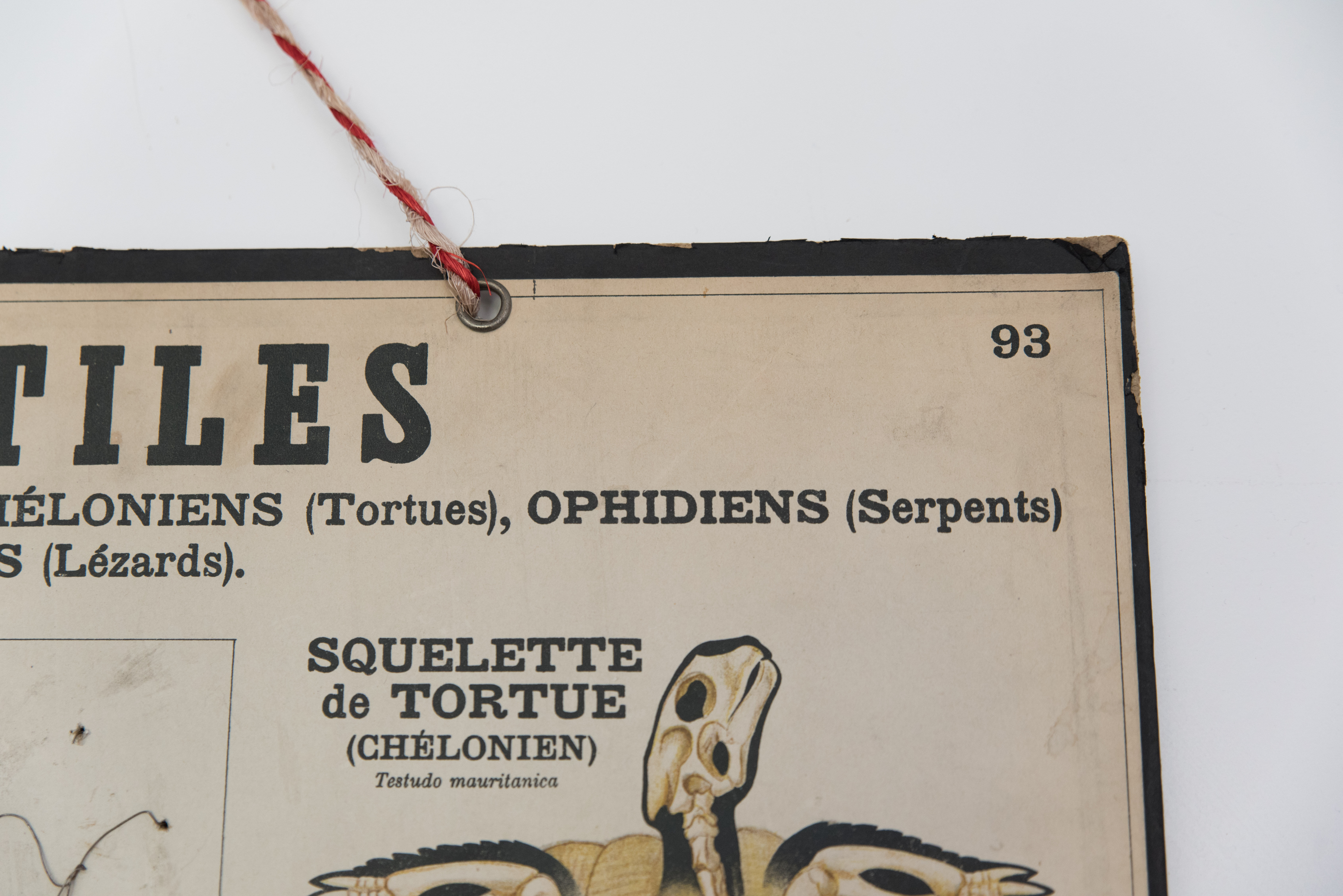 Didactic board deyrolle - les reptiles and amphibians