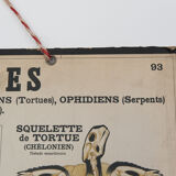 Didactic board deyrolle - les reptiles and amphibians