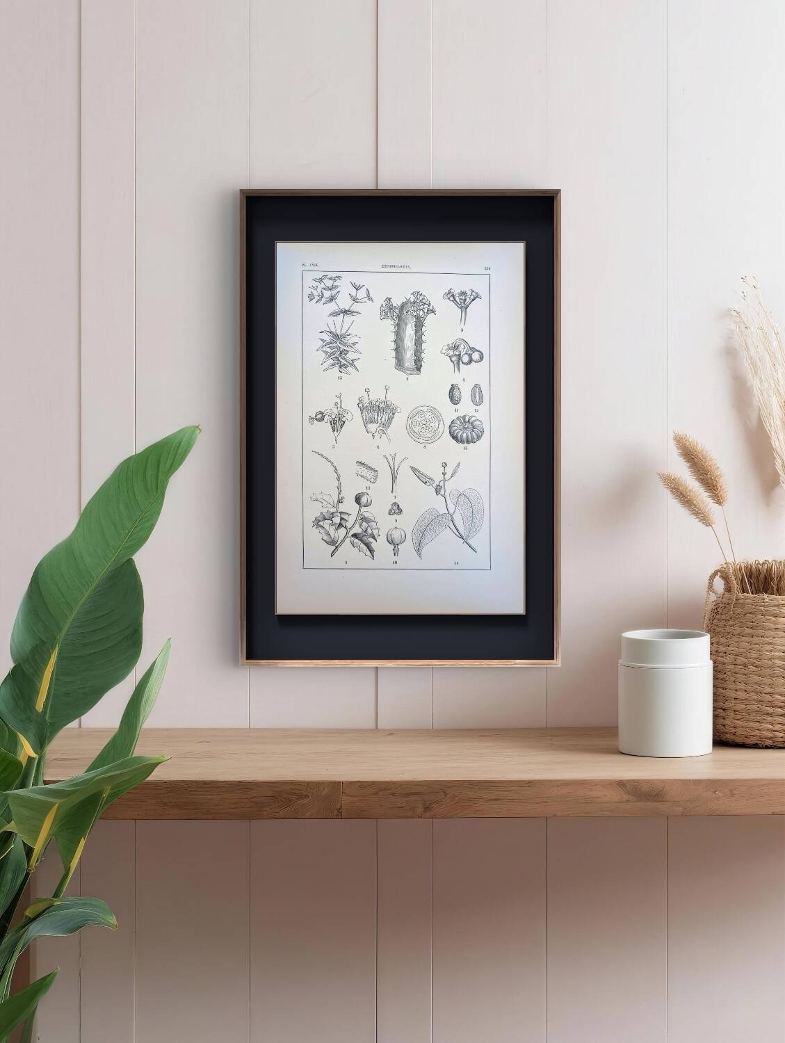 Printed in 1889, the Euphorbiaceae. Antique botanical plate.