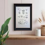 Printed in 1889, the Euphorbiaceae. Antique botanical plate.