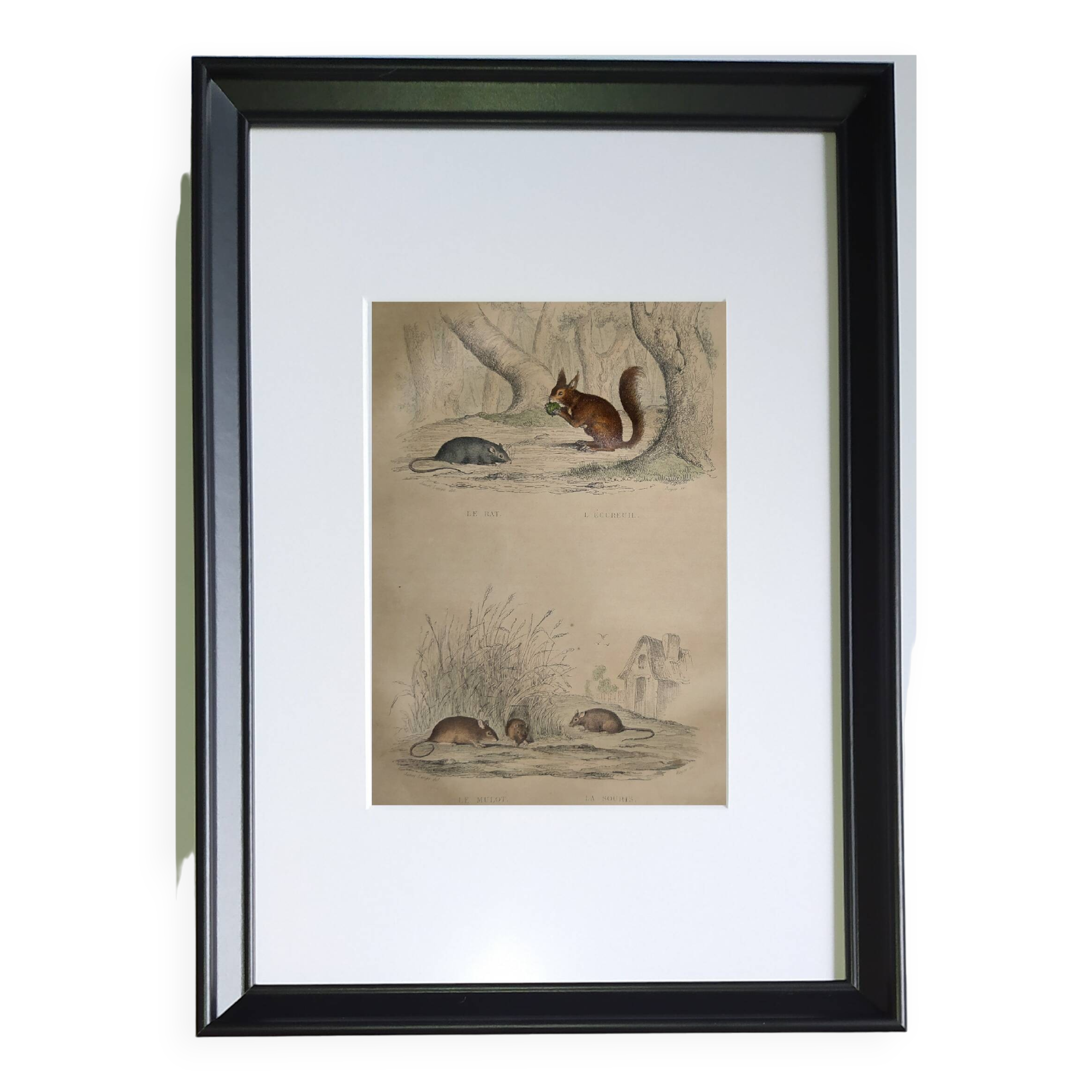 4 original zoological plates "Rat, Marten, Guinea Pig, Shrew,..."