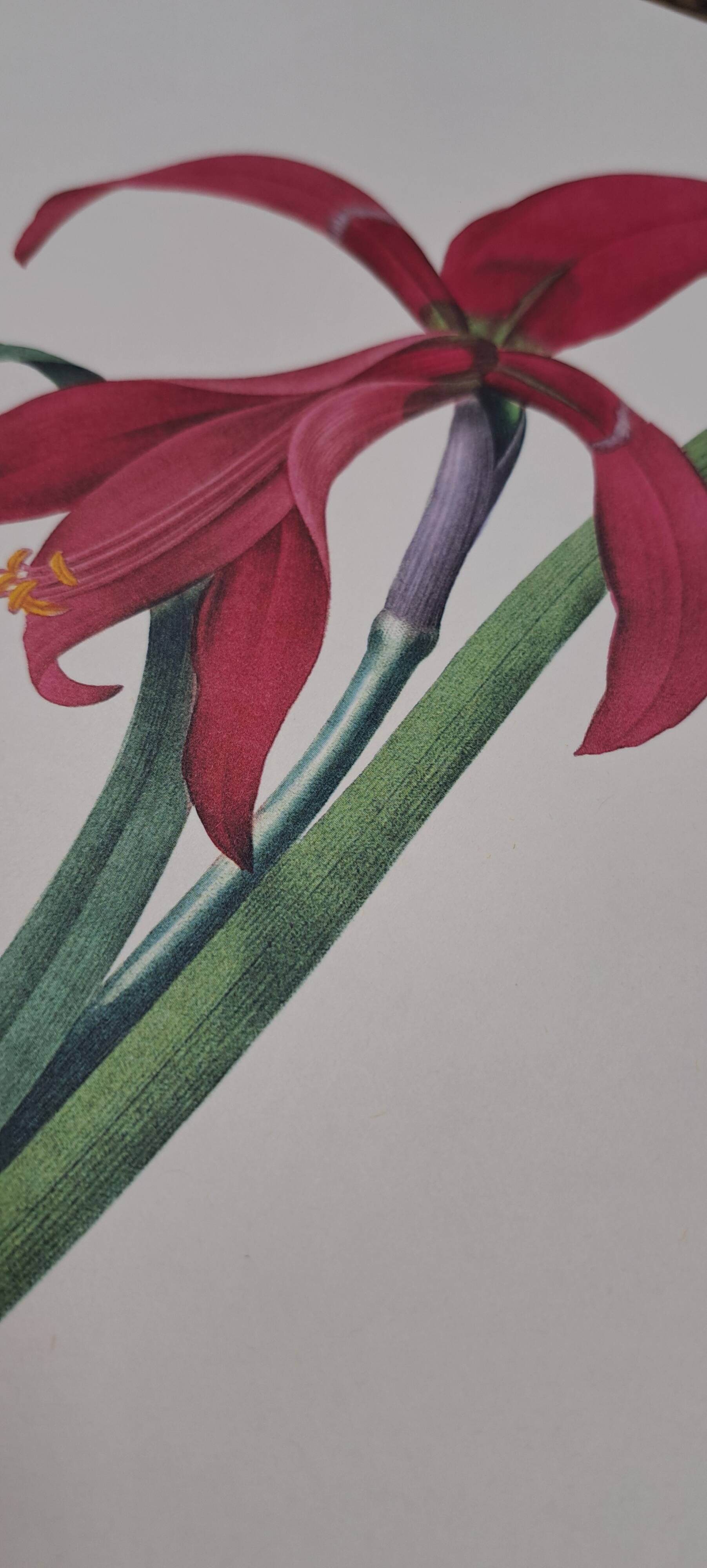 Amaryllis