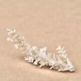 Natural white coral, 70s