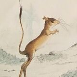 Original zoological plank " sarigues - gerboise - little grey " buffon 1838