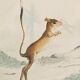 Original zoological plank " sarigues - gerboise - little grey " buffon 1838
