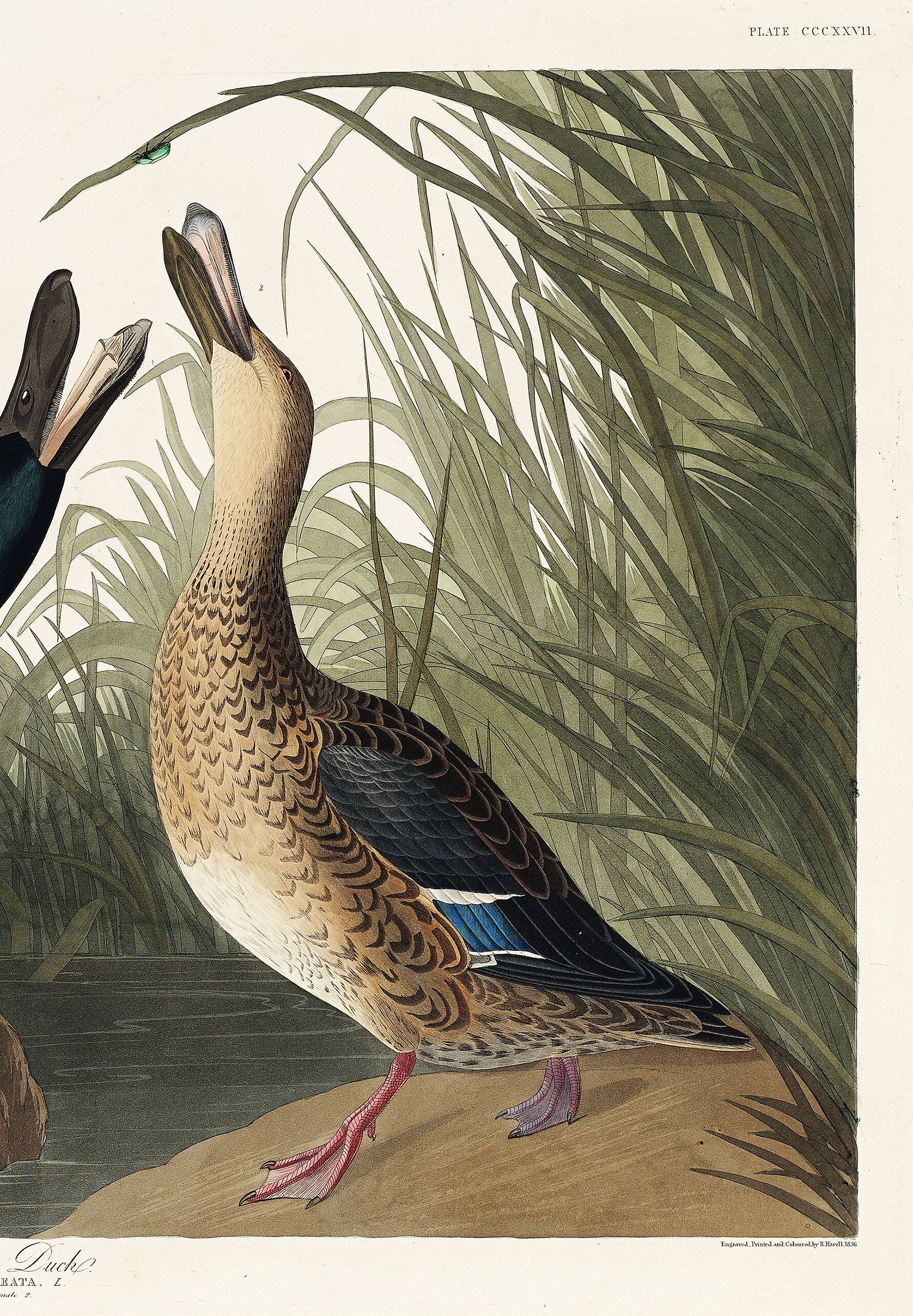 Poster about the Northern Shoveler Duck, based on an old engraving from 1827.