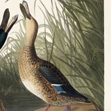 Poster about the Northern Shoveler Duck, based on an old engraving from 1827.