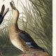 Poster about the Northern Shoveler Duck, based on an old engraving from 1827.