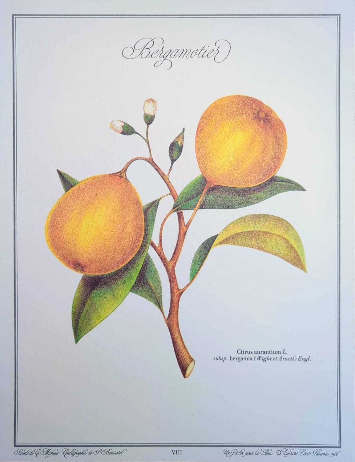 Printed in 1986, the bergamot tree. Vintage Botany.
