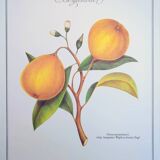 Printed in 1986, the bergamot tree. Vintage Botany.