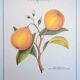Printed in 1986, the bergamot tree. Vintage Botany.