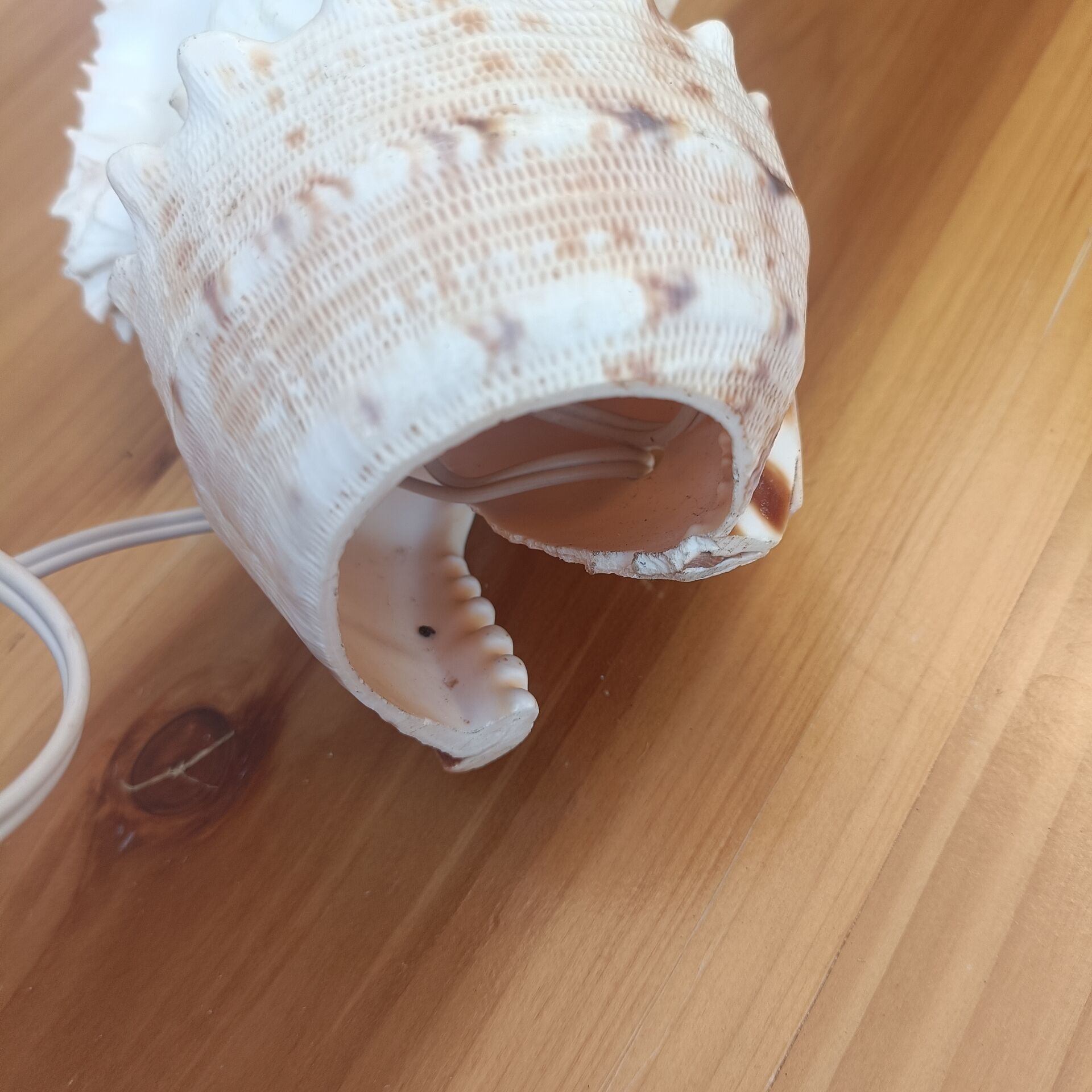 Shell lamp 60's