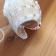 Shell lamp 60's
