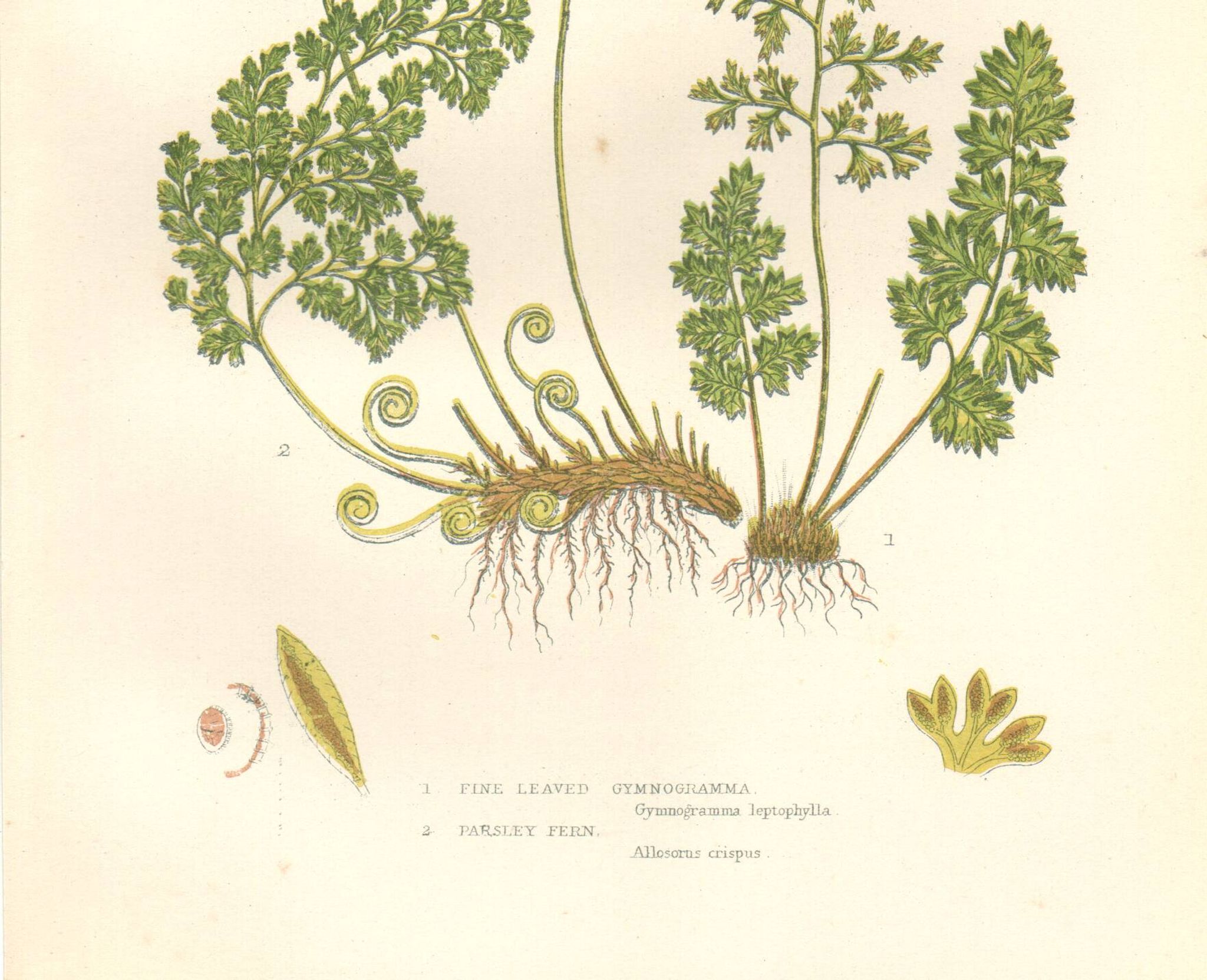 Antique botanical lithograph, 1889. Ferns and parsley by A. Pratt. Engraving