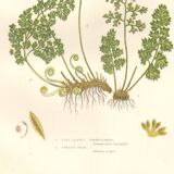 Lithographie ancienne botanique 1889. Fougères persil par A. Pratt. Gravure