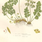Antique botanical lithograph, 1889. Ferns and parsley by A. Pratt. Engraving