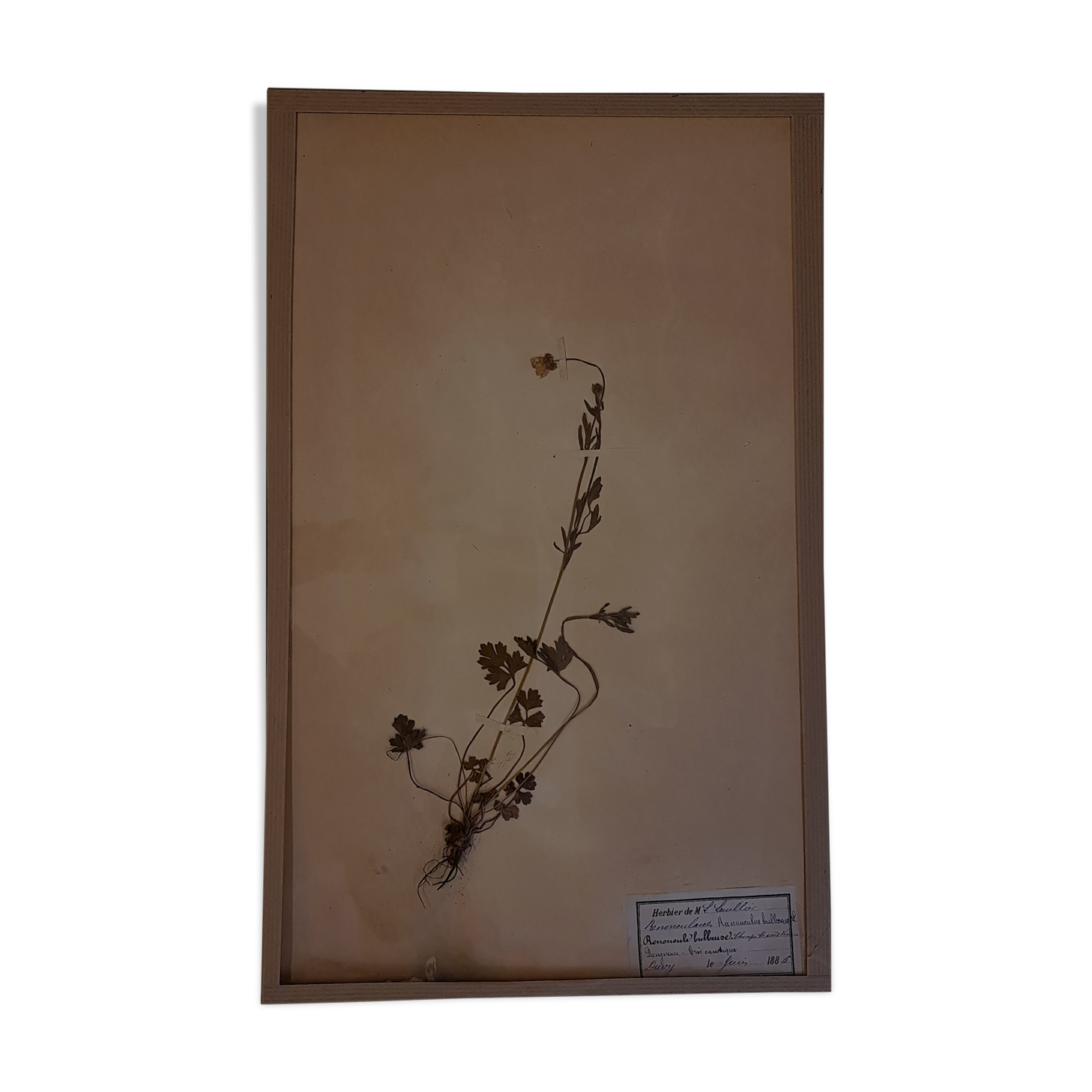 19th herbarium plank