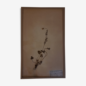 19th herbarium plank