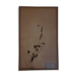 19th herbarium plank