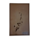 19th herbarium plank